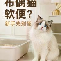 布偶猫玻璃胃养护指南：软便预防+选粮攻略+喂法技巧