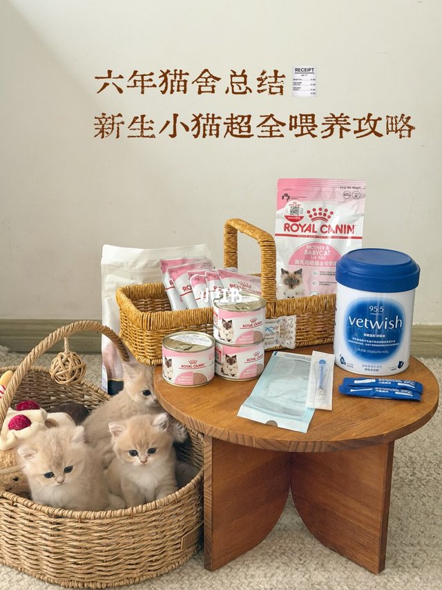 0-2月幼猫喂养全攻略｜新手养猫不踩坑