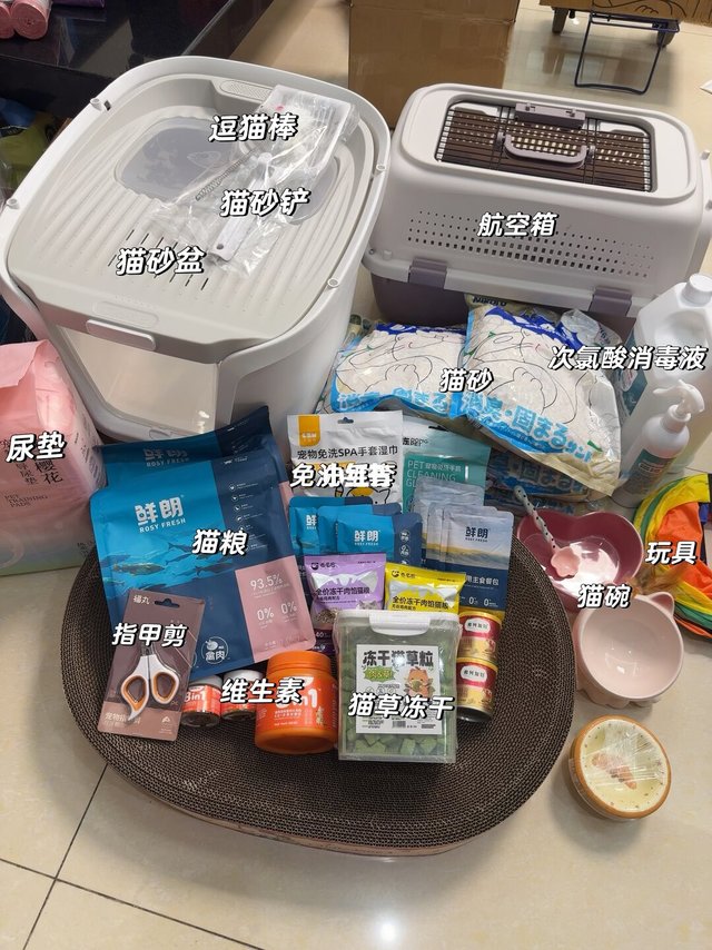 新手接猫准备｜保姆级攻略