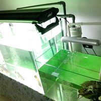 水陆缸过滤系统别乱买：外置滤筒才是正解，附选型计算公式