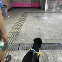 社会化与夏日陪伴 | 养狗7.29日报