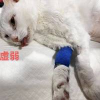 换完粮指标就飘红？兽医不说的猫咪肾脏避坑指南