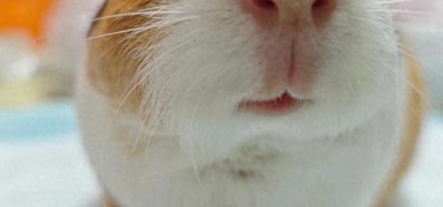 荷兰猪80%疾病源于饲养不当！兽医详解喂食误区，新手必看避坑指南