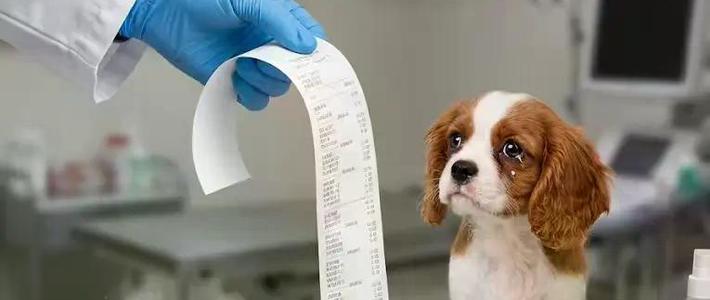 花3800给猫做检查？宠物医院4大套路被扒，记住3个数字少花冤枉钱