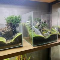 微景观容器选错材质=慢性杀植物：从玻璃到陶瓷，手把手教你选对花盆