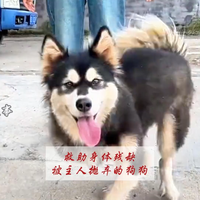 这只三条腿的狗，傻得让人想哭（2）