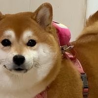 猫狗毛发差怎么办？吃什么对毛发好？2026年8月宠物鱼油推荐！