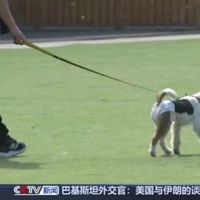 景区吃肉、商场撤牌：3126亿宠物友好市场为何陷入“叫好不叫座”困局