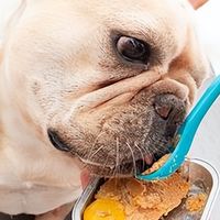 哪种宠物主食罐适合狗狗吃？2026年8月狗狗主食罐排行榜