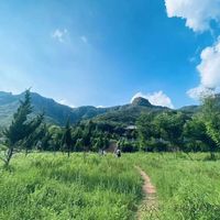 花800买的琴叶榕为啥只剩空盆？办公室绿植避坑指南
