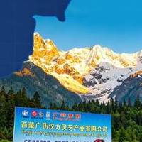 广药牌灵芝孢子油口碑如何？看这四点核心维度