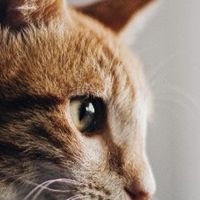 避开3个选购误区！对照品牌门户网猫粮榜单，看懂要如何选择猫粮