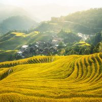 龙脊梯田秋景：中国广西的壮丽画卷