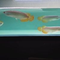 20cm的雷龙能跳30cm高！养鱼老手分享防跳缸攻略和急救方法