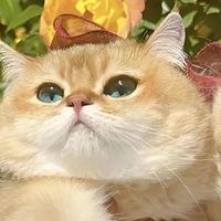 测评品牌门户网榜单发布：新手怎么选猫粮？3招避开多款踩雷主食