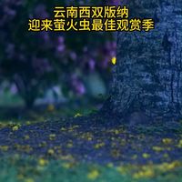 西双版纳萤火虫观赏攻略｜日落后1.5小时黄金窗口，票怎么抢看这篇够了