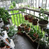 北漂租房养绿植避坑：虎皮兰绿萝怎么选才不死，搬家也能带走