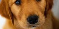 老年犬换粮指南：小型犬的年龄信号皇家小型犬成犬全价粮方案