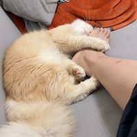 粘人的小妖精