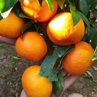 砂糖橘vs沃柑追剧选哪个看完不纠结