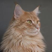 猫咪软便总反复？这2款低温烘焙粮我劝你看完再选