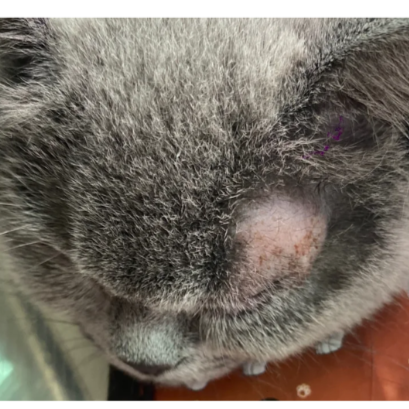 今日科普：猫癣用盐酸特比萘芬喷剂有用吗？