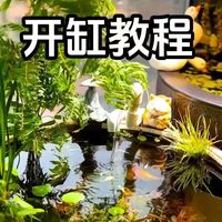 养鱼总死不是手残！1个小缸自己转，半年换次水