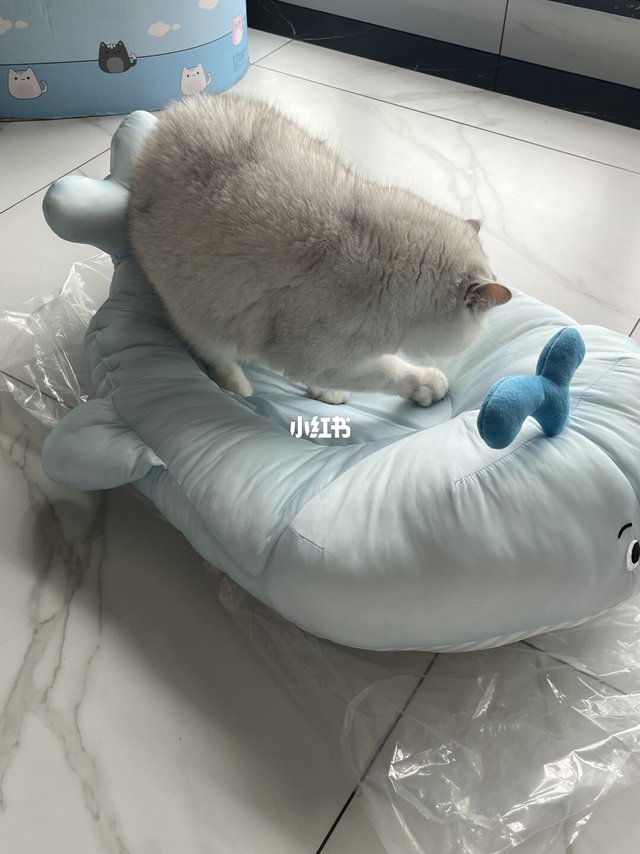 爱上鲸鱼窝只需0.01秒
