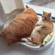 加菲猫养公还是母？一张图说清十年差距