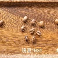 同样是瑰夏，埃塞俄比亚和巴拿马到底差在哪？看完这篇不再踩坑