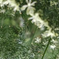 这5种花平时难得开，一旦开花寓意吉祥，见到赶紧搬回家养起来