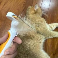 去浮毛梳是神器还是鸡肋？富美内特vs平价款，3分钟教你选对