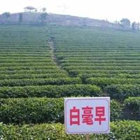 全国春茶开采时间表流出！别再被“早春龙井”骗了