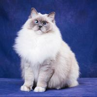 布偶猫毛发越养越塌？兽医揭秘：不是补得不够，是肠胃根本没吸收