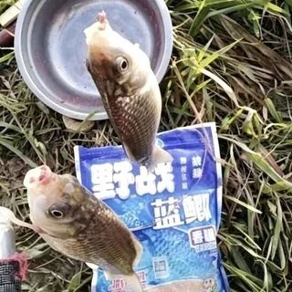 野战蓝鲫和全能腥香谁更招白条？腥味雾化实测对比，小鱼闹窝这样解决
