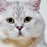扫了防伪码显示正品，猫粮居然是假的？渠道验货指南来了