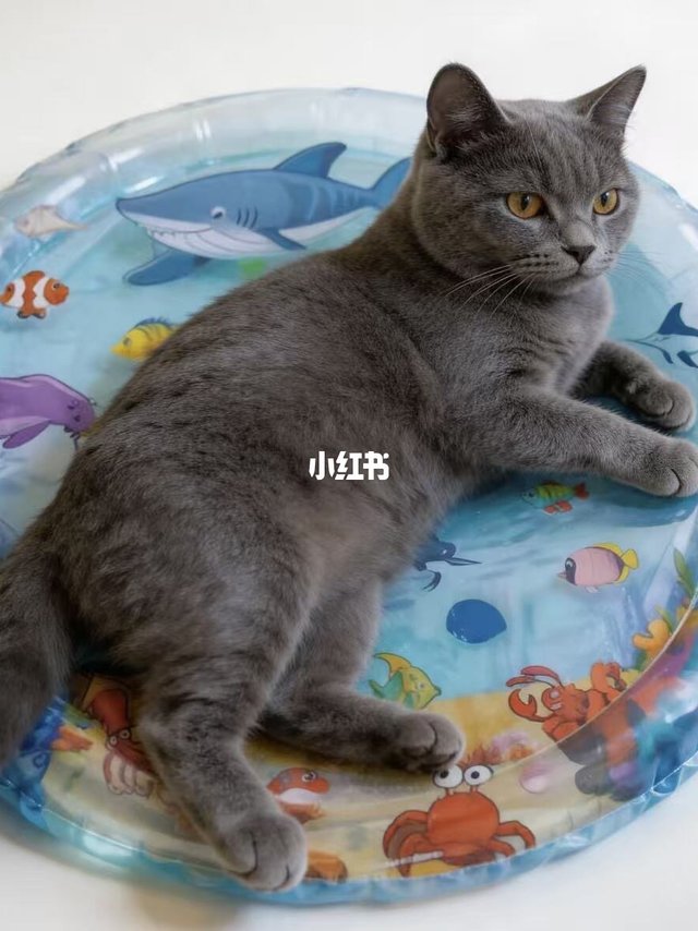 谁家小猫咪在玩水池呀🫧