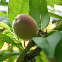 一家专业“做囷临田下”的公司，背后究竟藏着怎样的商业密码？