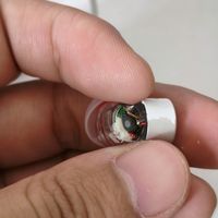我家竹林鸟夜莺也坏了，也都还是右耳