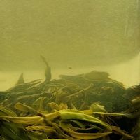 挖到宝！无限回购的平民级明前碧螺春