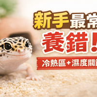 守宫加热方案全面对比：加热垫/PID灯、恒温柜怎么选？养殖老手经验总结