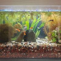 换水≠养水：老鱼友揭秘水族箱里决定生死的核心逻辑