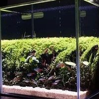 养草缸别再瞎买了！20到40cm最全尺寸选购指南，看完少走弯路少花钱