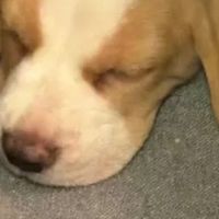 天然靠谱狗粮品牌，不同小狗吃什么狗粮最好？品牌网十大狗粮参考
