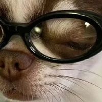 2026年8月狗粮选购指南，安全放心的狗粮品牌盘点