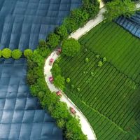 日本抹茶凭什么卖那么贵？贵的和便宜的区别大吗？手把手教你怎么选