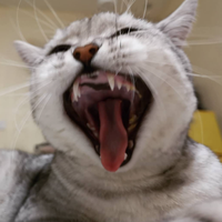 猫咪定位器你需要的到底是什么？