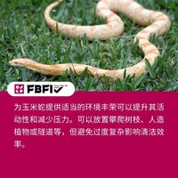 想养玉米蛇先看完这篇：新手最关注的5个问题，一次讲透