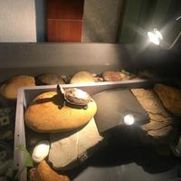 养龟别纠结了！地图龟和火焰龟到底选哪个？关键看这3点