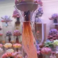 多肉怕水？被骗了10年！水培成功率88%碾压土培，夏天零伤亡